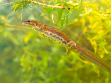 suda örtülü semender