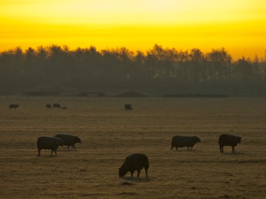 koyun rimed kış peyzaj
