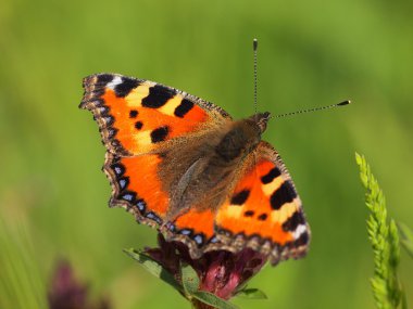yeşil arka plana sahip küçük kaplumbağa kabuğu