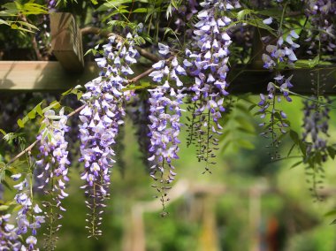 Wisteria pergola üzerine