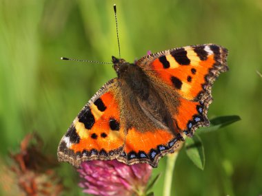küçük kaplumbağa kabuğu dinlenme