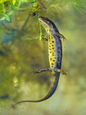 kadın newt lissotriton vulgaris