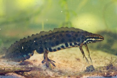 ortak semender