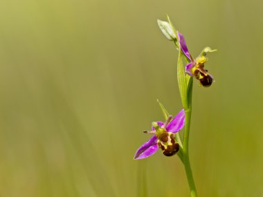 Arı orkidesi (Ophrys apifera)