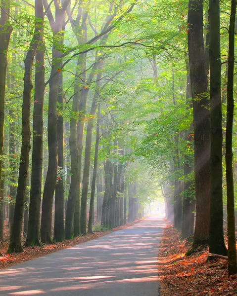 Fel verlicht bos lane — Stockfoto