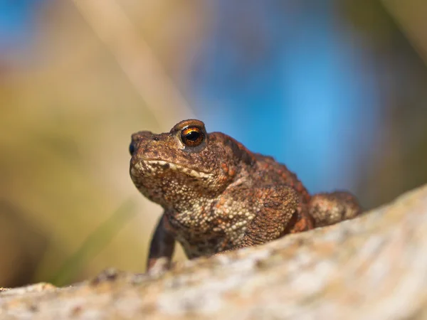 Rospo comune Bufo Bufo sul registro con sfondo beatiful — Foto Stock