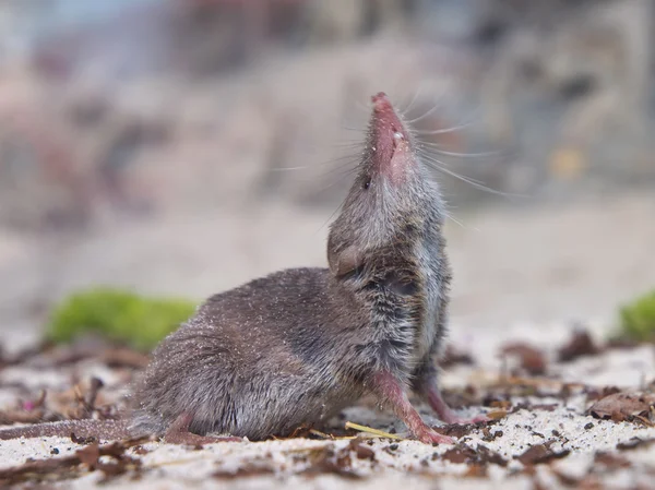 Större vit-tandad argbigga (Crocidura russula) — Stockfoto