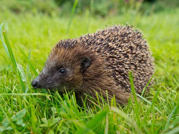 Igel auf einer Wiese im Garten — Stockfoto