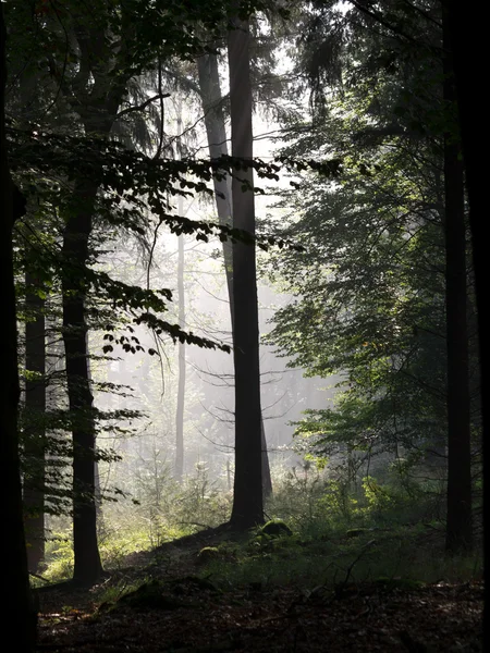 Силуэт леса — стоковое фото