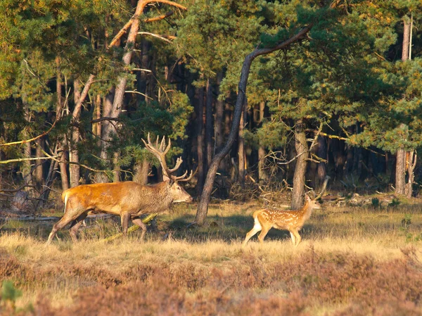 Mannelijke rode hert (Cervus elaphus) met juveniele — Stockfoto