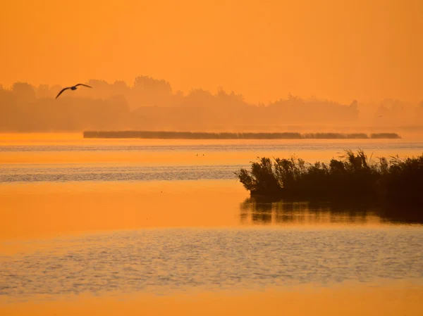 Orange glow sunrise at lake with flying bird — Stock Photo, Image