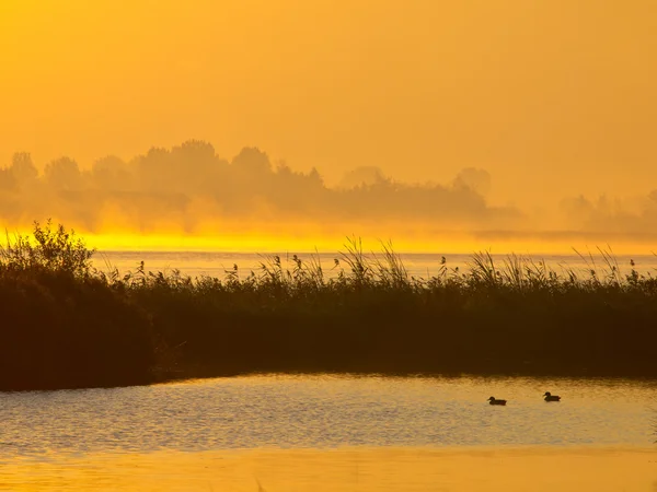 Oranje gloed zonsopgang achter reed met eenden op voorgrond — Stockfoto