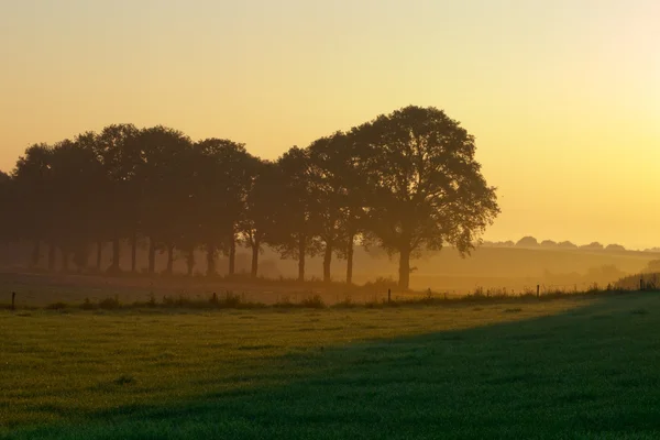 Fila de árboles durante el amanecer brumoso — Foto de Stock