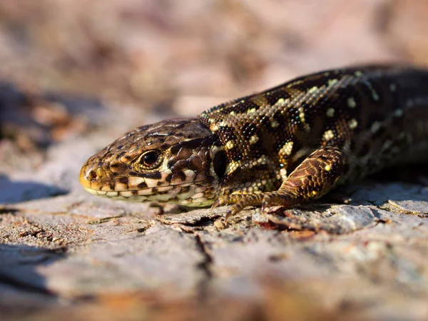 Sandödla stående sida på nära håll — Stockfoto