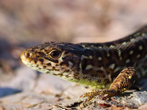 Sandödla stående sida huvudet upp — Stockfoto