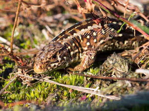 Areia lagarto retrato de lado para cima — Fotografia de Stock