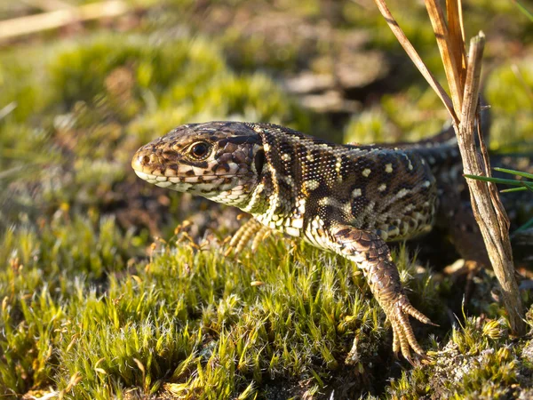 Sandödla porträtt — Stockfoto