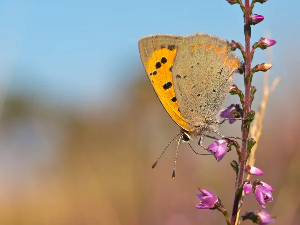 小铜蝴蝶，lycaena phlaeas — 图库照片