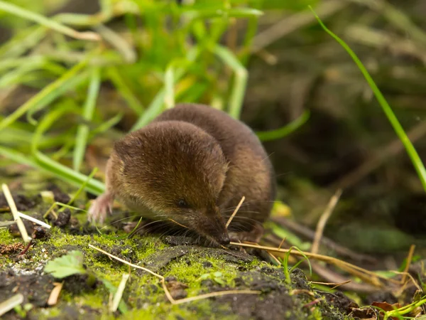 Ryjówka aksamitna (Sorex araneus) patrząc na bok — Zdjęcie stockowe