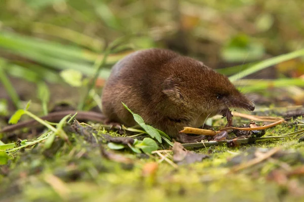 Spitzmäuse (sorex araneus) fressen Wurm — Stockfoto