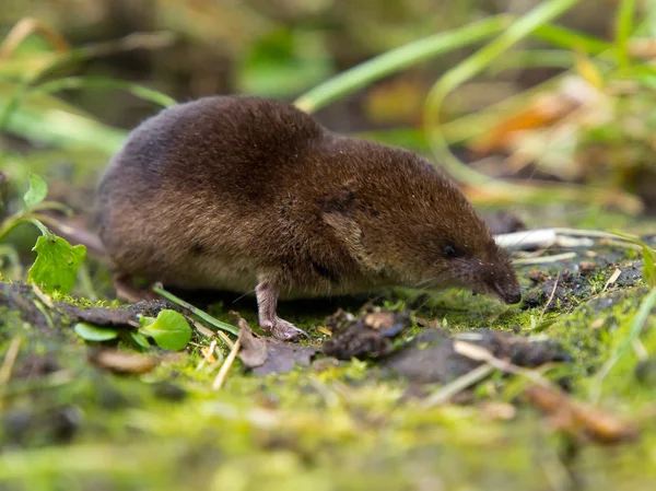 Yiyecek kokusu ortak sivri faresi (Sorex araneus) — Stok fotoğraf