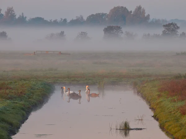 Schwäne beim Sonnenaufgang — Stockfoto