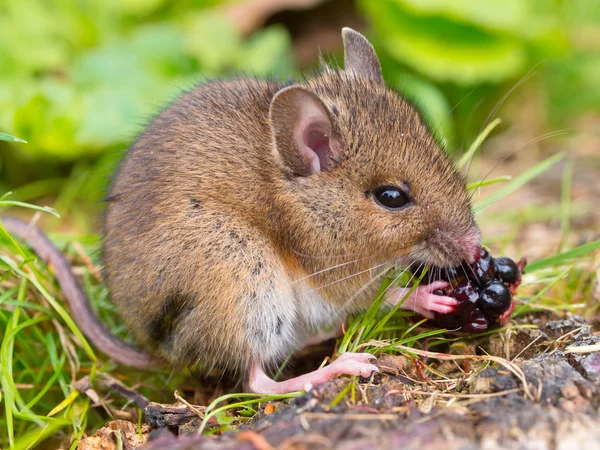 Wild mouse eating raspberry on log sideview — Stock Photo, Image