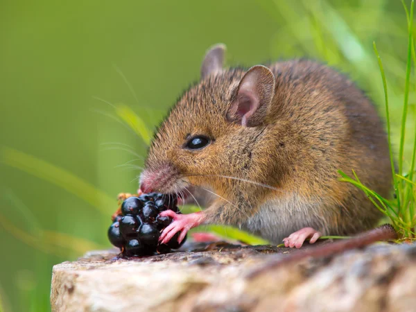 Wilde muis eten framboos op log — Stockfoto