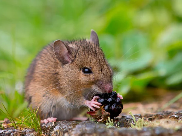 Ratón salvaje comiendo frambuesa —  Fotos de Stock