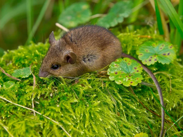 Dřevo myš sedí v zelený mech — Stock fotografie