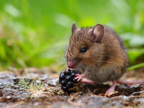 Bosmuis eten framboos — Stockfoto