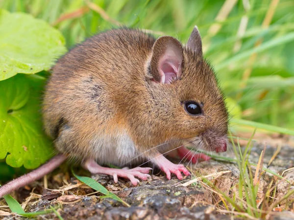 Souris en bois siiting on log sideview — Photo