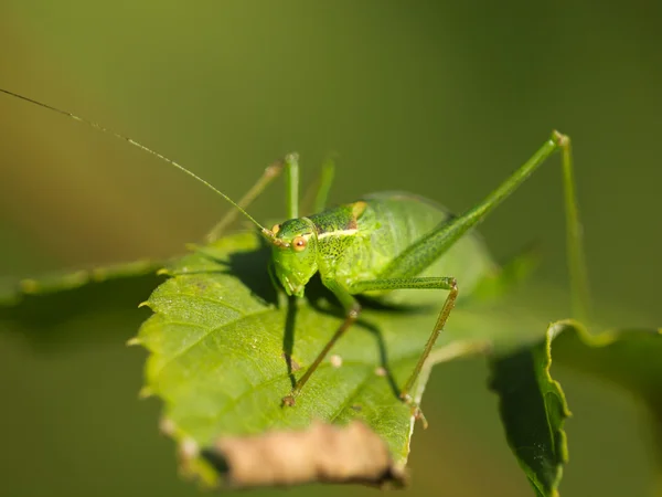 Vrouw van een gespikkelde bush-cricket (Leptophyes punctatissima) op — Stockfoto