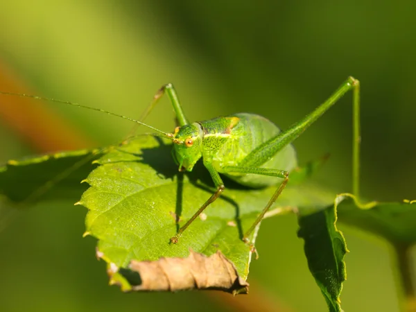 Fêmea de um arbusto-cricket salpicado (Leptophyes punctatissima) em — Fotografia de Stock
