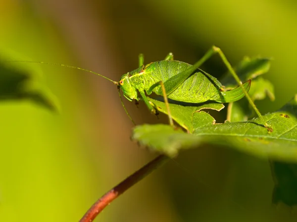 Kvinna i en spräcklig bush-cricket (Leptophyes punctatissima) på — Stockfoto