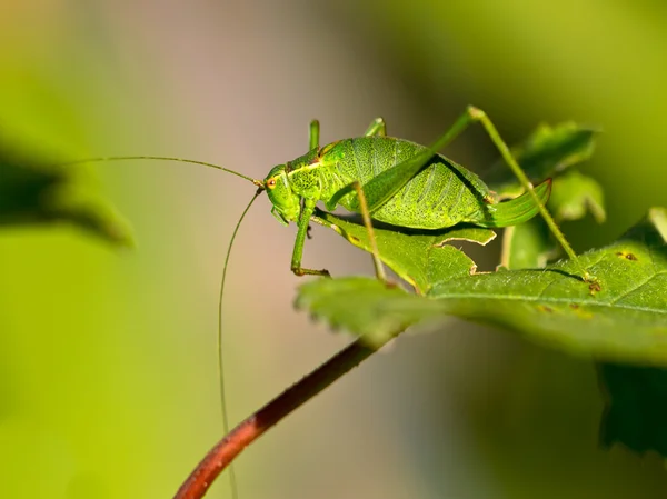 Fêmea de um arbusto-cricket salpicado (Leptophyes punctatissima) wal — Fotografia de Stock