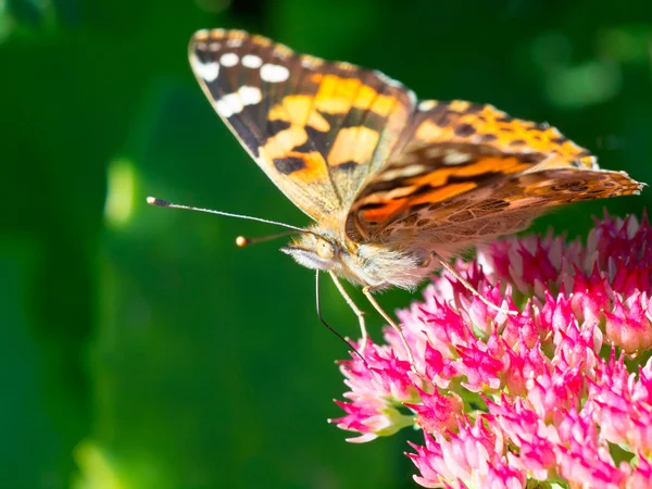 Painted lady (Vanessa cardui) sitting on sedum in the sun — Stock Photo, Image