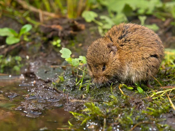 Szłem Vield (Microtus agrestis) — Zdjęcie stockowe