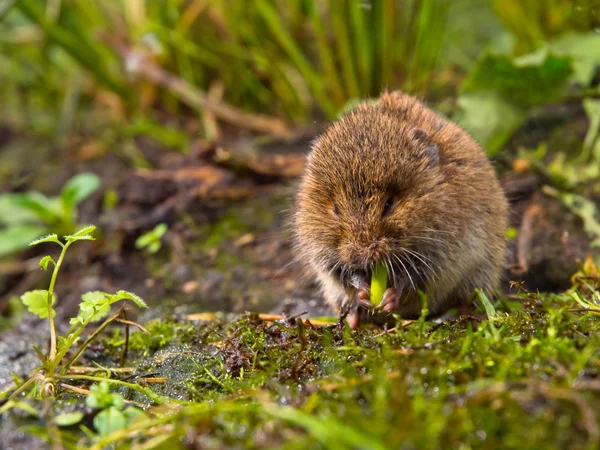 Szłem Vield (Microtus agrestis) — Zdjęcie stockowe