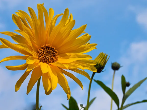 Autumn sunflower in bloom against blue sky — Stock Photo, Image