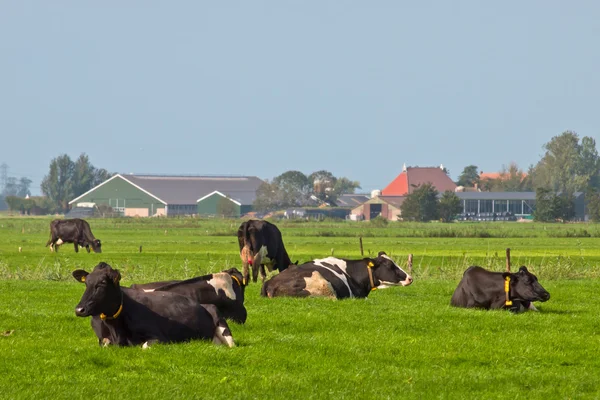 Koeien zijn rust met boerderij in achtergrond — Stok fotoğraf