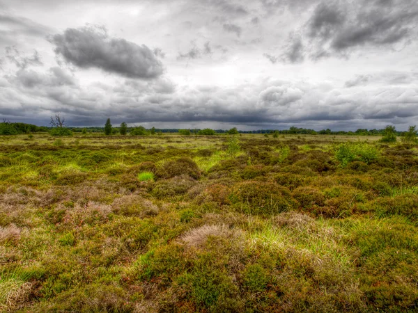 Nederländska hedar under dramatisk himmel — Stockfoto