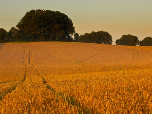 Поля зерна во время восхода солнца — стоковое фото