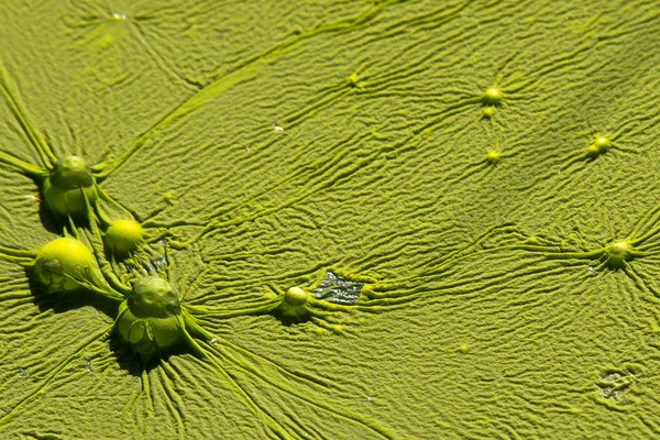 Lit flottant pour algues — Photo
