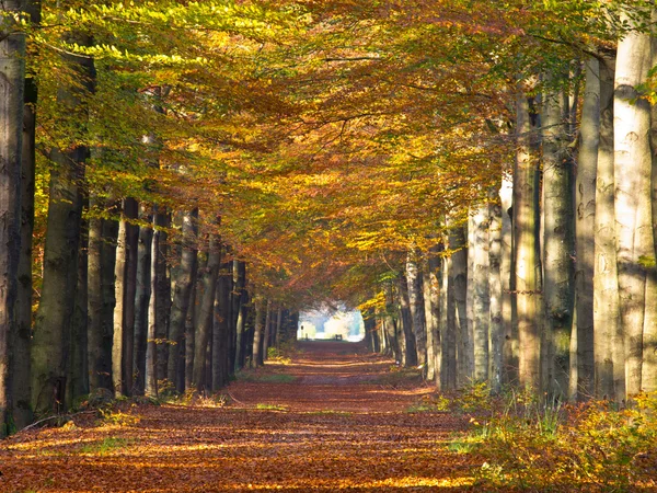 Stor skog lane i höstfärger — Stockfoto