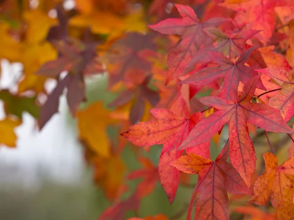 Foglie d'acero autunno colori — Foto Stock