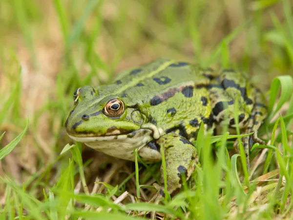 Rã comestível (Pelophylax kl. esculento — Fotografia de Stock