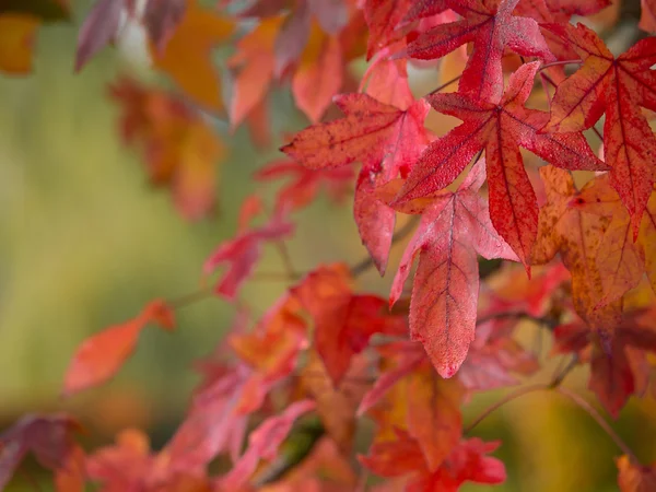Červené a oranžové Javorové listy — Stock fotografie