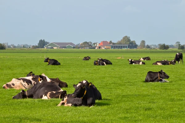 Vacche da riposo nel paesaggio agricolo olandese — Foto Stock