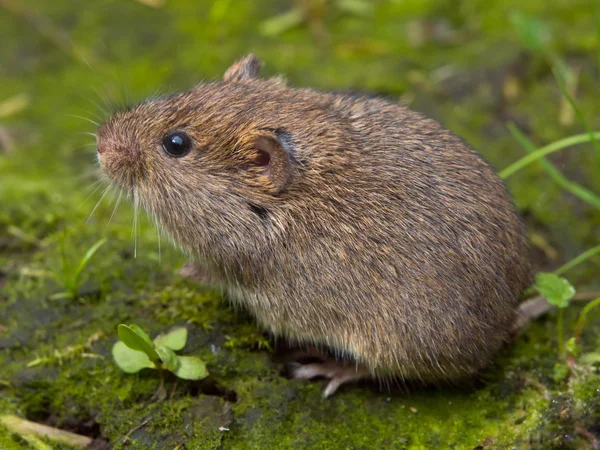 Vield woelmuis (Microtus agrestis) — Stockfoto